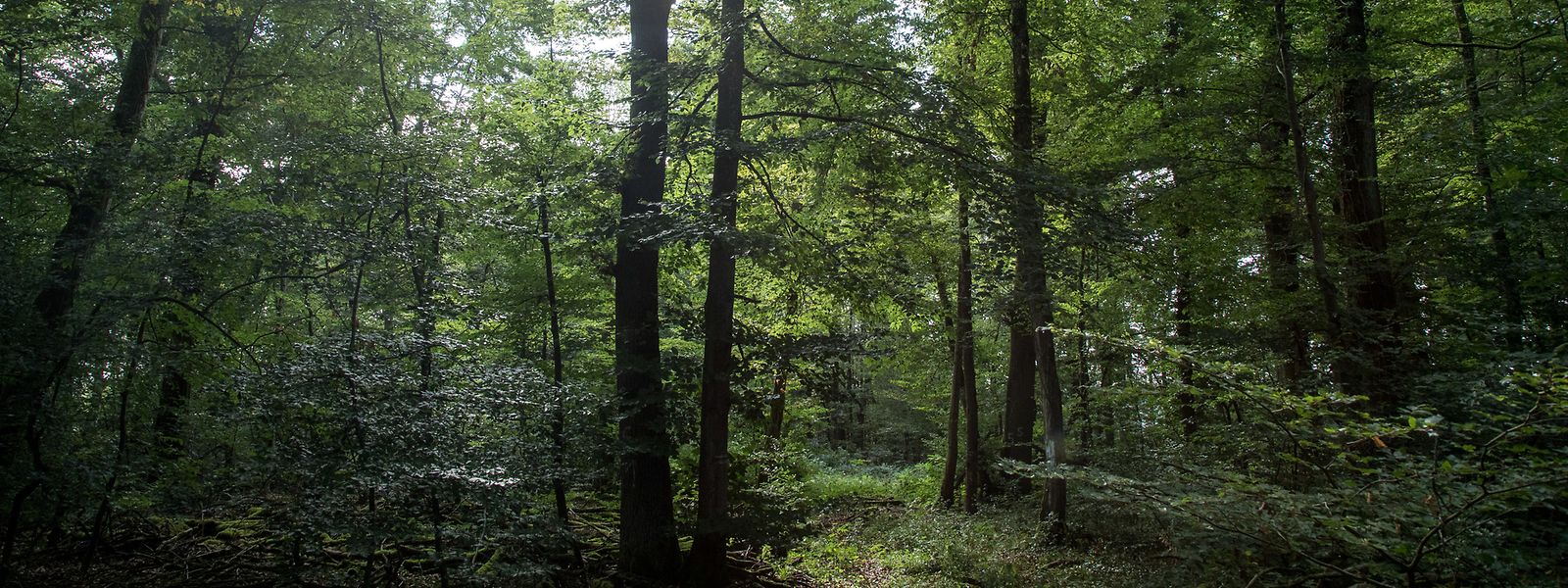 L'image idyllique de la forêt est trompeuse parce qu'en réalité de nombreux arbres sont en mauvais état.