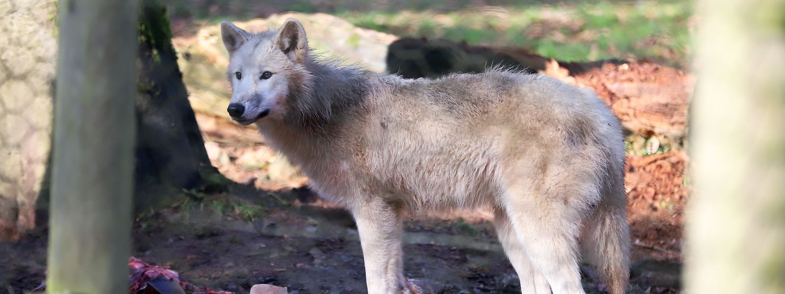 O território de uma matilha de cinco a onze lobos pode estender-se a 200 ou 300 quilómetros quadrados.