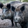 ARCHIV - 27.01.2018, Mecklenburg-Vorpommern, Glaisin: Wildschweine stehen in einem Wildgatter. Nur 60 Kilometer entfernt von der deutschen Grenze sind in Belgien Fälle von Afrikanischer Schweinepest festgestellt worden.(zu dpa «Belgien: Afrikanische Schweinepest nahe deutscher Grenze nachgewiesen» vom 13.09.2018) Foto: Jens Büttner/dpa-Zentralbild/dpa +++ dpa-Bildfunk +++