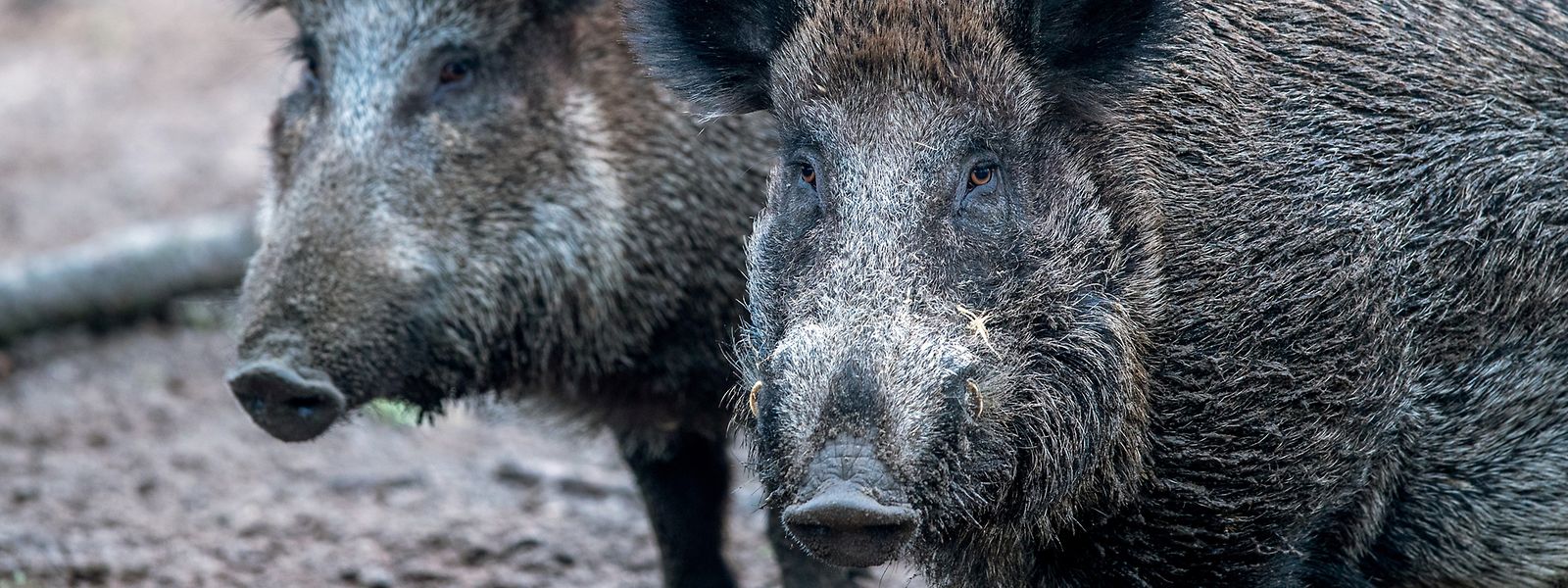 Die Afrikanische Schweinepest ist eine schwere Virusinfektion, die ausschließlich Schweine, also Wild- und Hausschweine, betrifft und für sie tödlich sein kann.