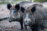 ARCHIV - 27.01.2018, Mecklenburg-Vorpommern, Glaisin: Wildschweine stehen in einem Wildgatter. Nur 60 Kilometer entfernt von der deutschen Grenze sind in Belgien Fälle von Afrikanischer Schweinepest festgestellt worden.(zu dpa «Belgien: Afrikanische Schweinepest nahe deutscher Grenze nachgewiesen» vom 13.09.2018) Foto: Jens Büttner/dpa-Zentralbild/dpa +++ dpa-Bildfunk +++