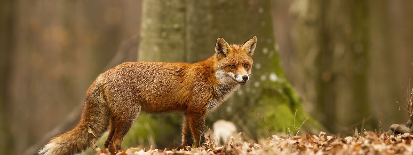 Niemand kann sagen, wie sich die Fuchspopulation in Luxemburg seit der Einführung des Jagdverbots entwickelt hat. Es gibt kein wissenschaftliches Monitoring vom Vorkommen, der Verbreitung und Bestandsentwicklung des Fuchses.