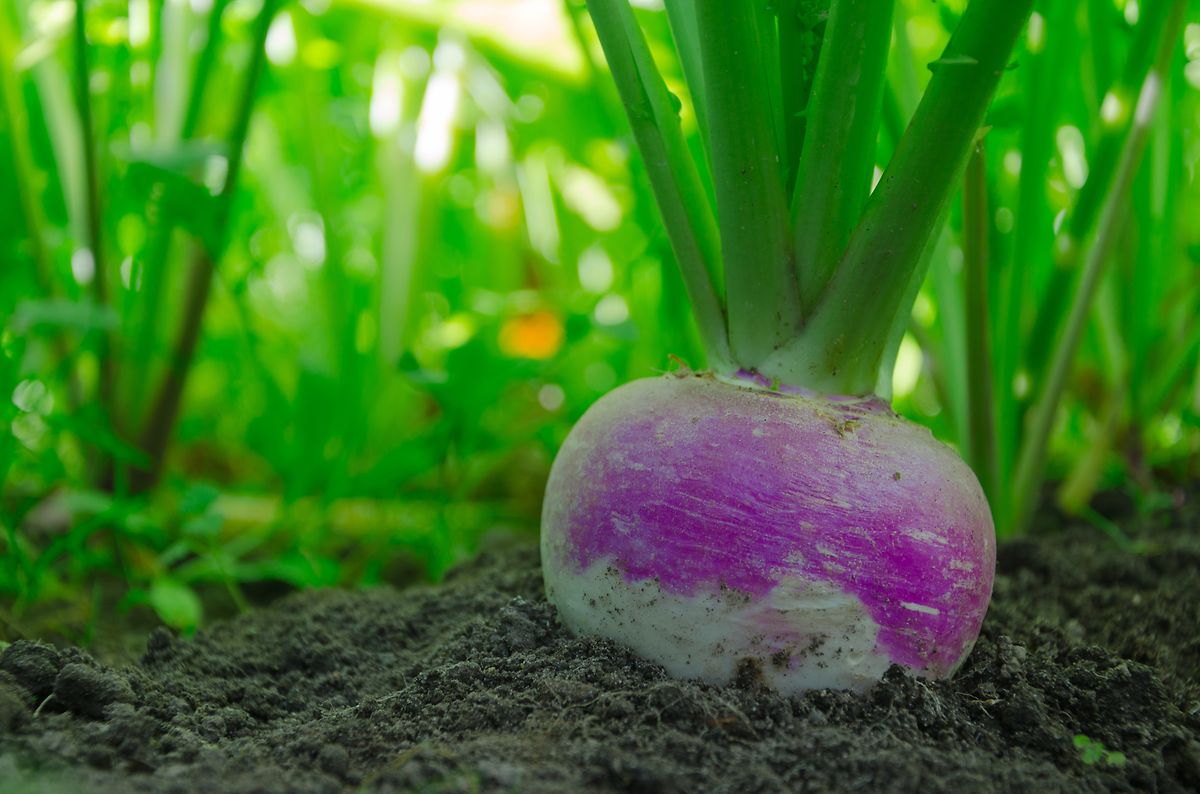 Turnip, the ugly duckling of the vegetable plot?