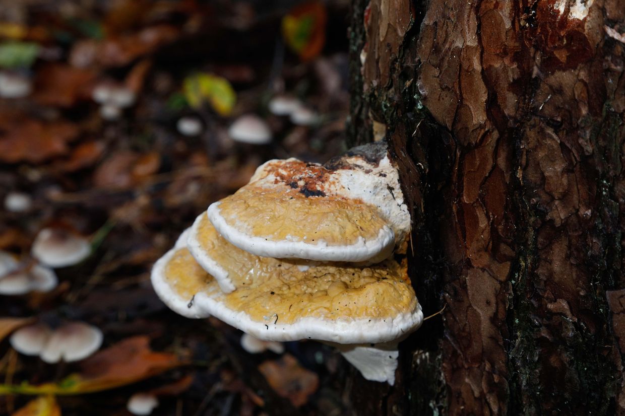 Illustration, Natur, Pilze,  Foto: Luxemburger Wort/Anouk Antony