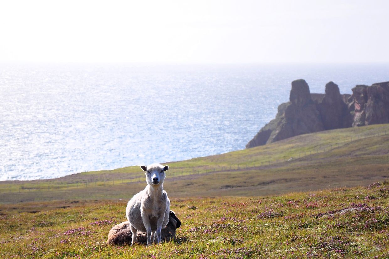 Mehr als sechs Mal so viele Schafe wie Einwohner zählt das Archipel.