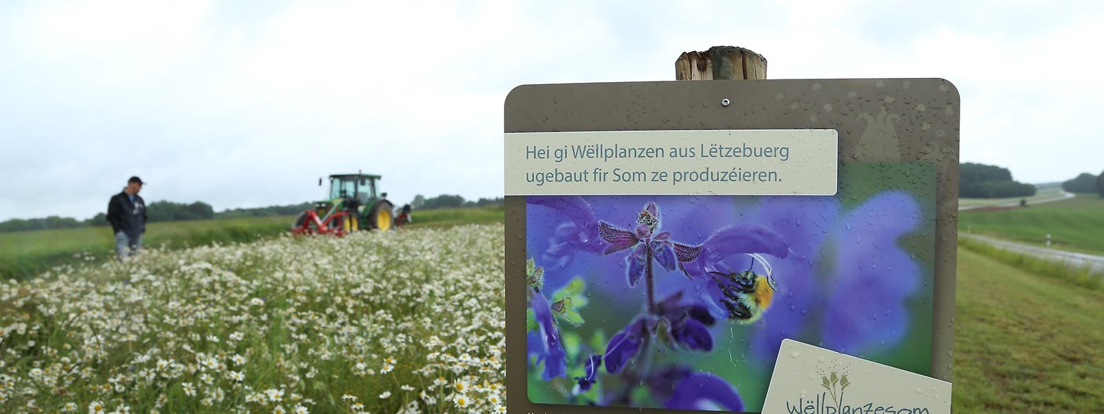 Mittlerweile werden zur Samengewinnung mehr als 60 Wildpflanzenarten in Luxemburg kultiviert, wie hier auf einem Feld entlang des CR304 zwischen Redingen und Hostert.