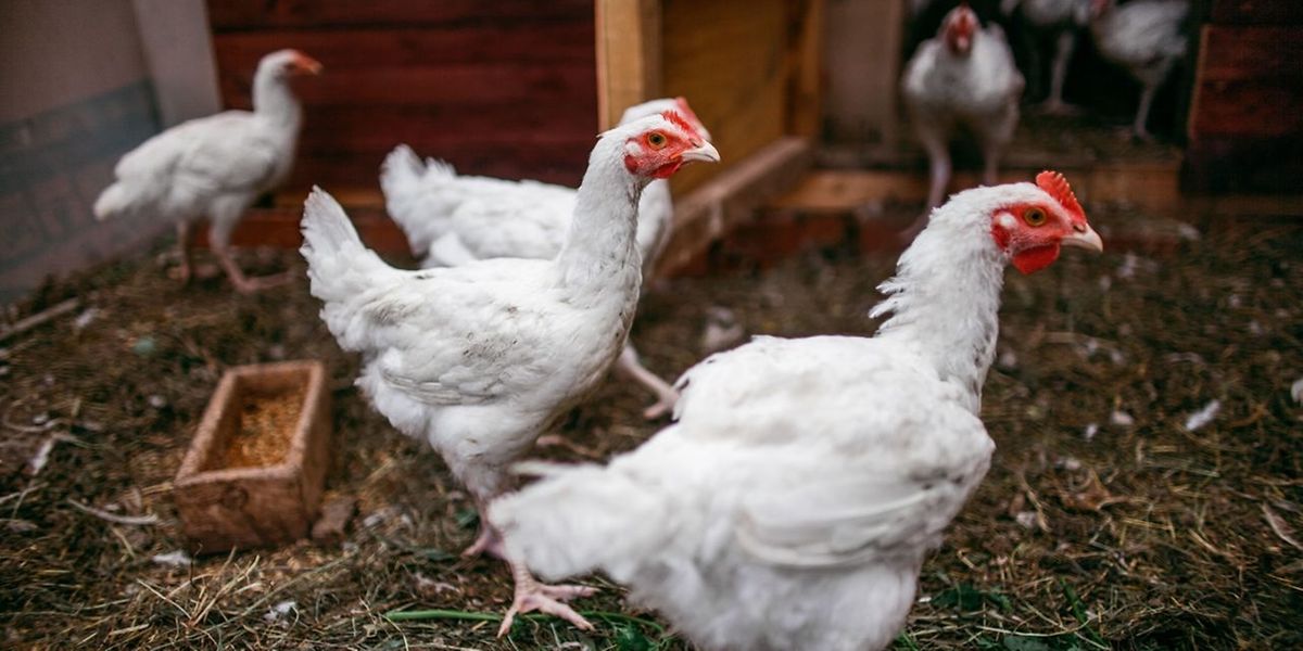 Vier Fälle in Luxemburg: Keine Angst vor der Vogelgrippe