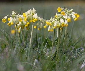 Schlësselblummen (Guckucksblummen)