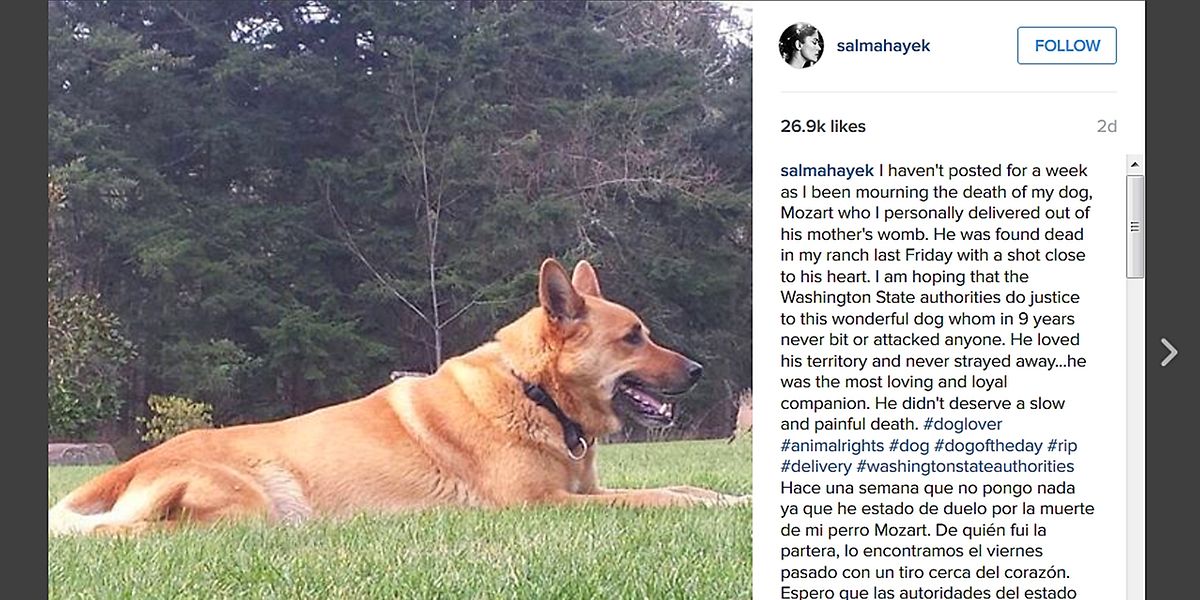 Salma Hayek Trauert Um Hund Mozart Ist Tot