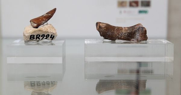 1 Paar Halb Geschnittene NatüRliche Ammonitschale Jurassic Fossil Probe Mad A9L6 