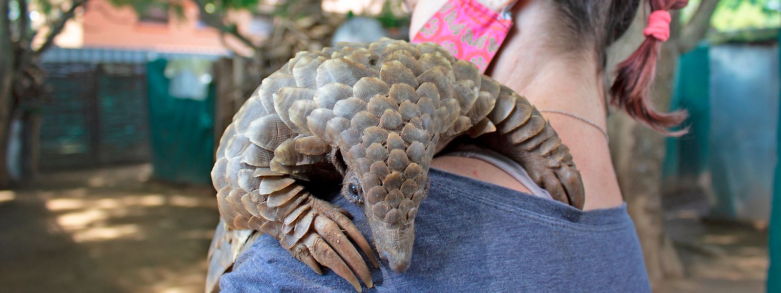 Aufwendige Pflege: Die Schuppentiere werden nicht wie Hunde oder Katzen gefüttert. Sie müssen von den Tierpflegern „Gassi geführt“ werden. 
