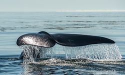 HANDOUT - 16.09.2016, Kanada, Bay of Fundy: Ein Nordatlantischer Glattwal taucht. Weltweit gibt es einem aktuellen Bericht zufolge nur noch höchstens 336 Nordatlantische Glattwale. (zu dpa «Bericht: Zahl der Nordatlantischen Glattwale sinkt weiter») Foto: Nick Hawkins/IFAW/dpa - ACHTUNG: Nur zur redaktionellen Verwendung im Zusammenhang mit der aktuellen Berichterstattung und nur mit vollständiger Nennung des vorstehenden Credits +++ dpa-Bildfunk +++