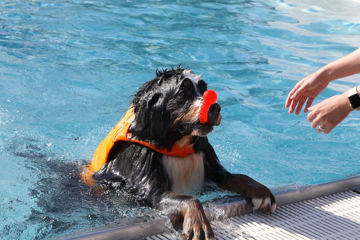 Lokales, Aqua Park, Schwimmbad, Hundeschwimmen, Badespass Foto: Luxemburger Wort/Anouk Antony