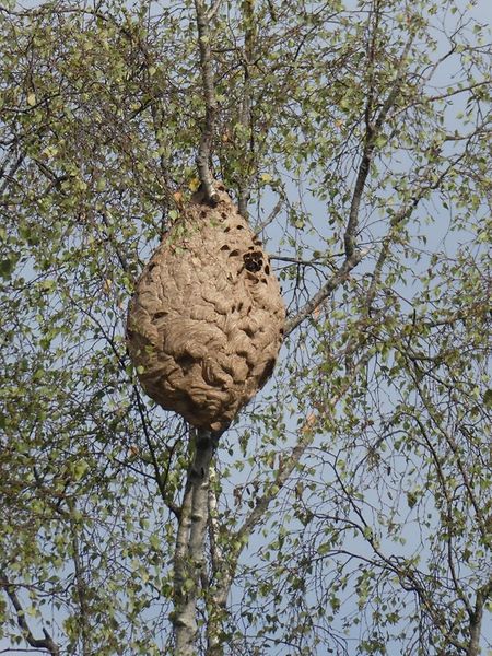 Erster Nestfund der asiatischen Hornisse