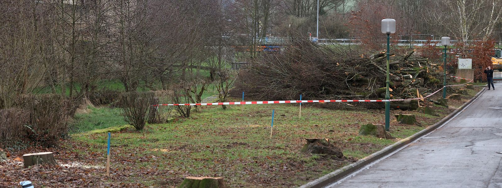 Entlang der historischen Burgmauer wurden bereits einige Bäume entfernt. 