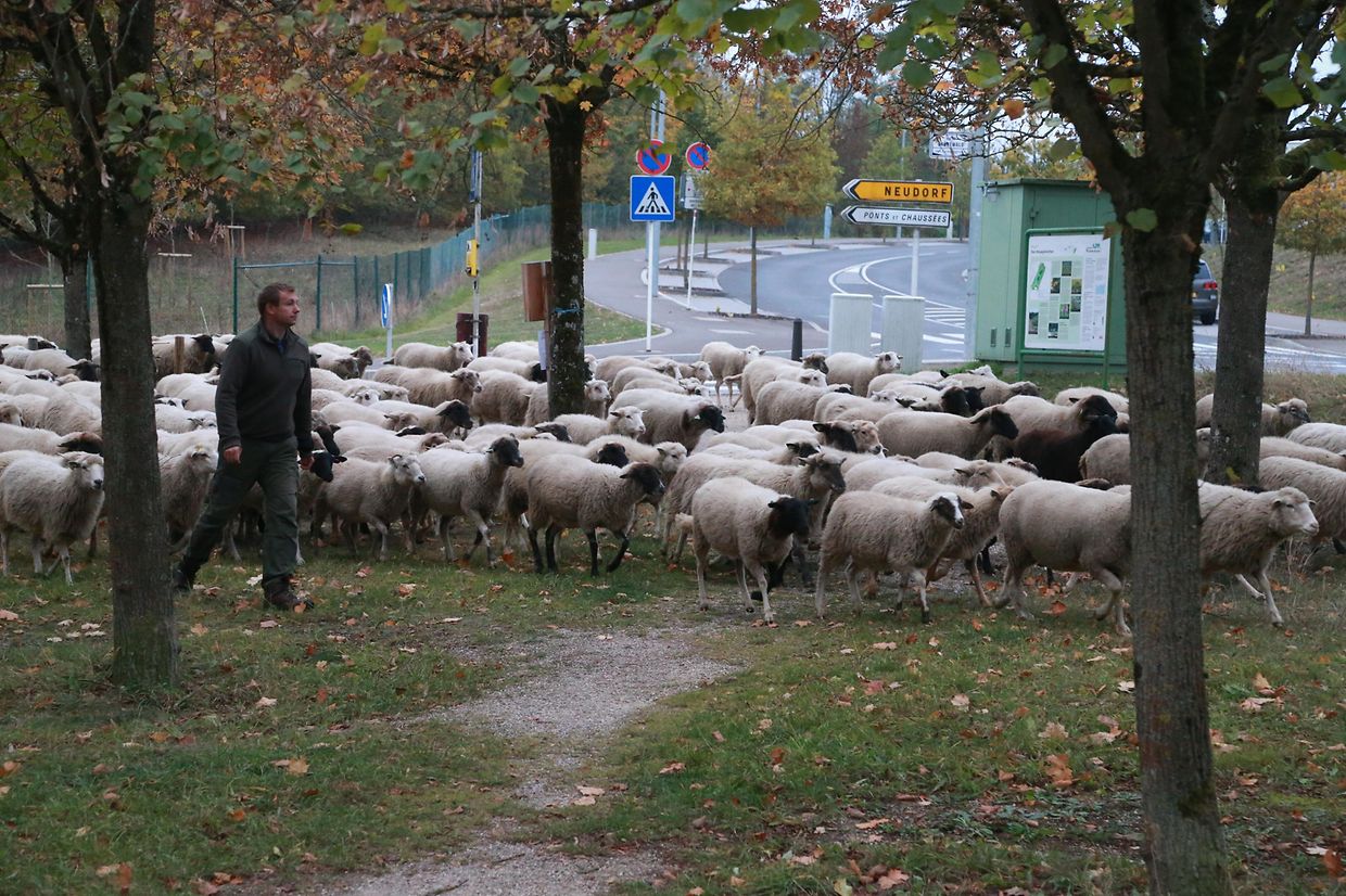 28.10.2018 Luxembourg, Kirchberg, parc Klosgrënnchen, Schaf, Herde, Wanderbeweidung mit Schafen photo Anouk Antony