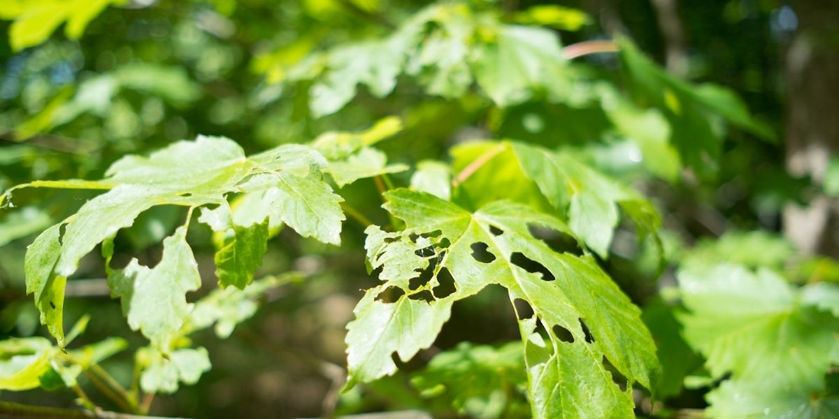 Der Zustand der Wälder Luxemburgs war schon mal besser.