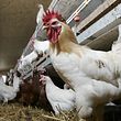 No bird flu outbreaks have been recorded in Luxembourg this year.