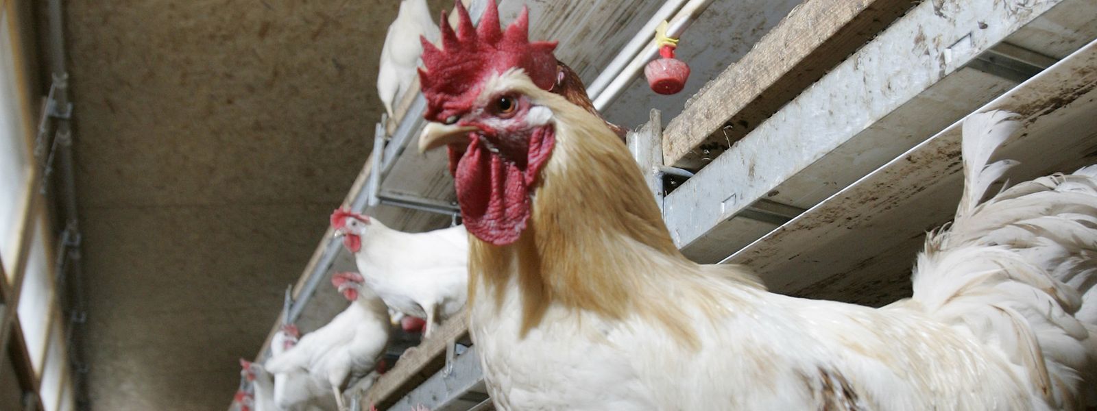 Noch wurde dieses Jahr kein Fall der Vogelgrippe in Luxemburg nachgewiesen.