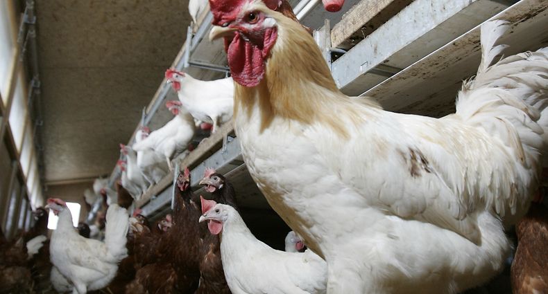 BIO ARTGERECHTER HUEHNERSTALL, HUHN, GEFLUEGEL, PHOTO GUY WOLFF