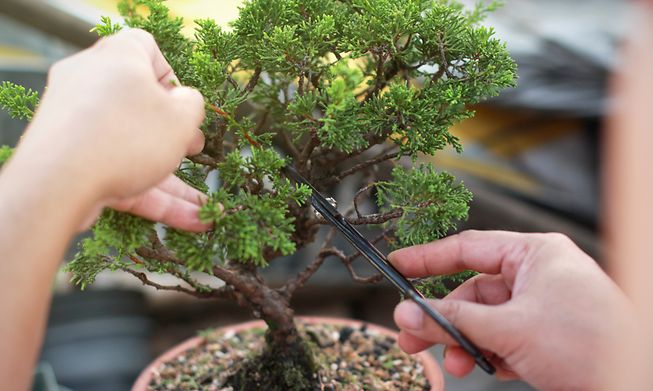 Bonsai are any wooded plant, tree or shrub planted in a bonsai pot and which fulfils a certain number of criteria, says Tom Bendels