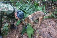 A handout picture released by the Colombian army shows a soldier with a dog checking a pair of scissors found in the forest in a rural area of the municipality of Solano, department of Caqueta, Colombia, on May 17, 2023. More than 100 soldiers with sniffer dogs are following the "trail" of four missing children in the Colombian Amazon after a small plane crash that killed three adults, the military said Wednesday. (Photo by Handout / Colombian army / AFP) / RESTRICTED TO EDITORIAL USE - MANDATORY CREDIT "AFP PHOTO / COLOMBIAN ARMY " - NO MARKETING - NO ADVERTISING CAMPAIGNS - DISTRIBUTED AS A SERVICE TO CLIENTS