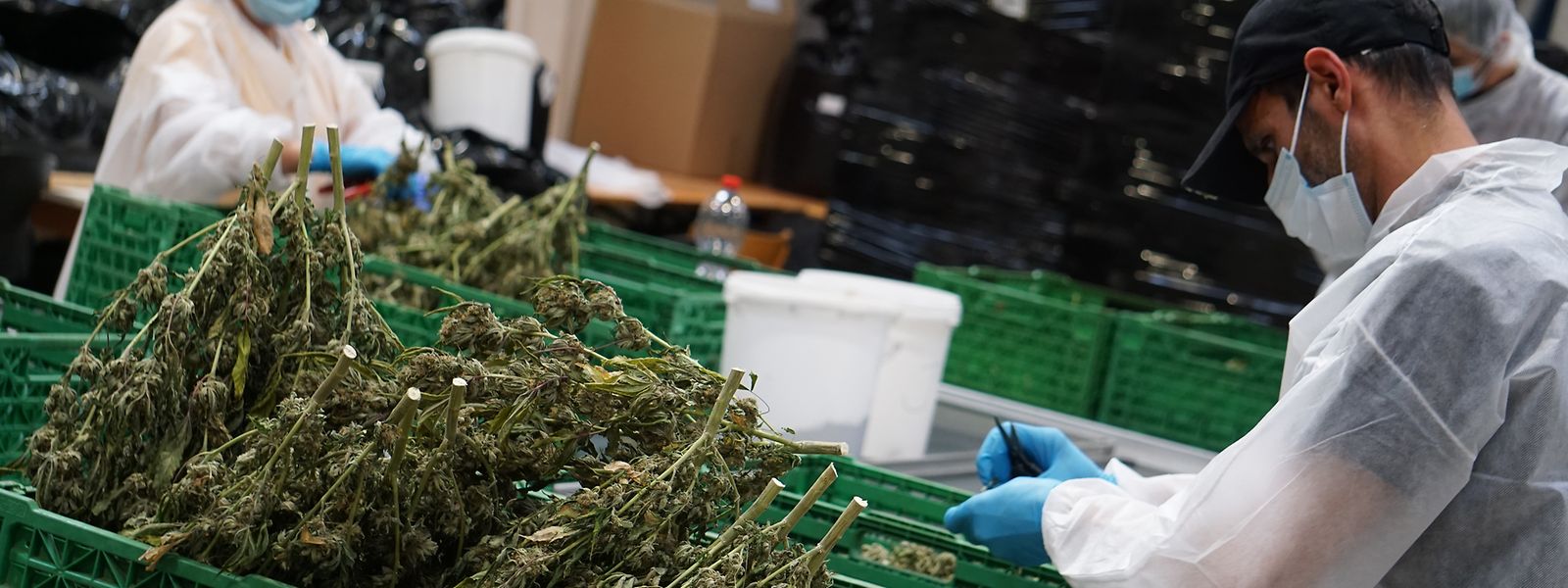 Mitarbeiter eines Schweizer Cannabis-Unternehmens bearbeiten CBD-Hanf, der in der Schweiz in Supermärkten verkauft wird. 