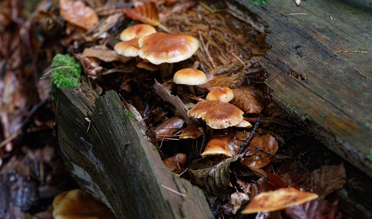 Illustration, Natur, Pilze,  Foto: Luxemburger Wort/Anouk Antony