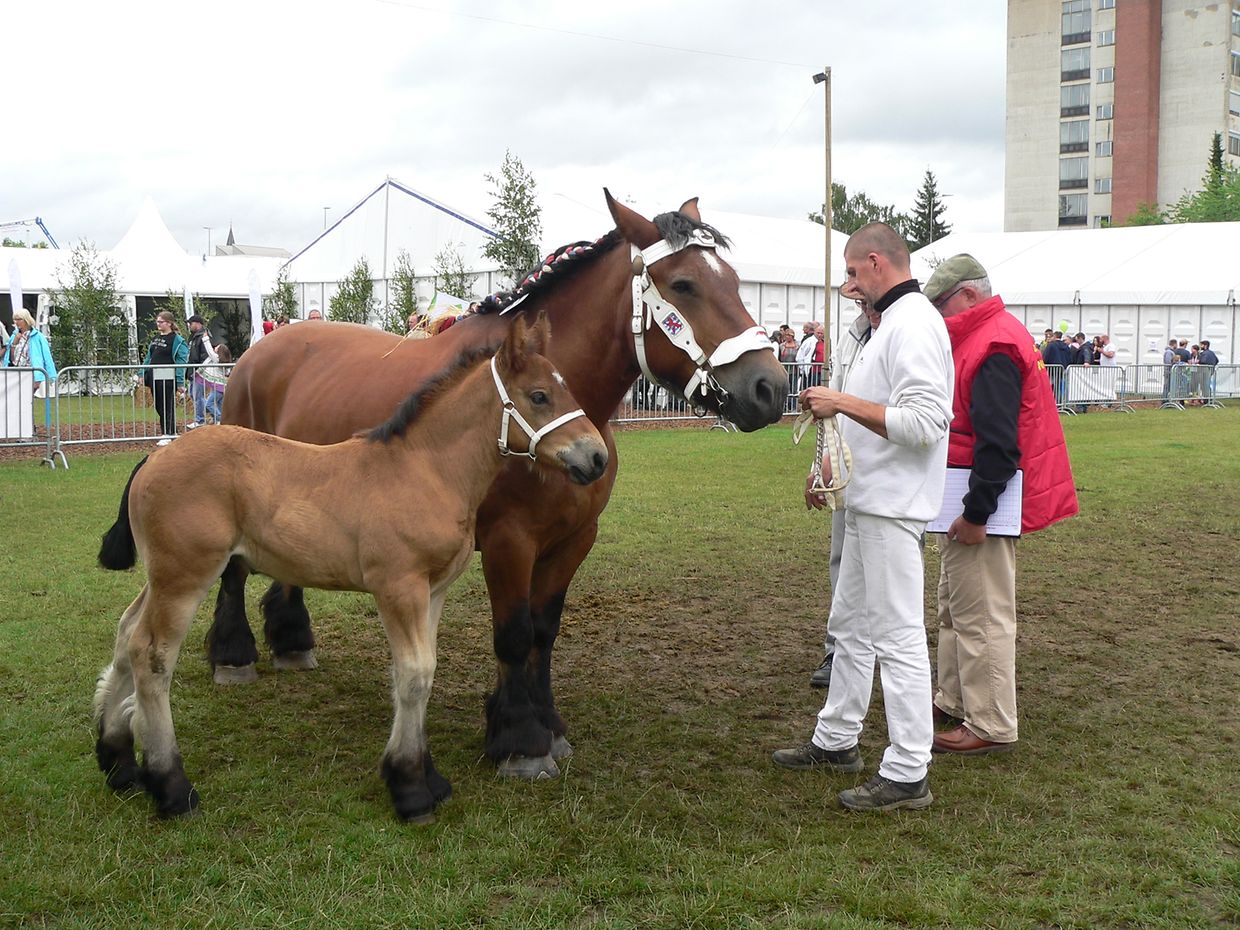 Die "Foire agricole" wusste den Regen am Samstag bereits mit einem abwechslungsreichen Show-Programm zur Nebensache werden zu lassen.