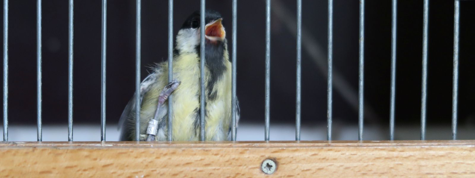 Chacun peut aider au recensement des oiseaux au Luxembourg ce week-end.