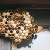 How to deal with a wasp nest