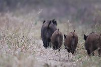 Die Abschussquote mag gering erscheinen, doch der Bestand in der Zone blanche ist insgesamt hoch. 