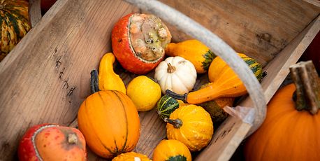 What's On Halloween - Vimarsana News