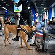 Lokales,Hundestaffel der Douane, Drogensuchhunde. Gepäck-Personendurchsuche nach Drogen.Foto: Gerry Huberty/Luxemburger Wort