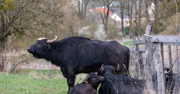 Zur-Beweidung-bei-Mensdorf-gibt-es-wenig-Alternativen-