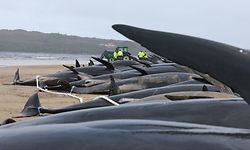 Tasmania state wildlife services personnel (background) work to remove the carcasses of pilot whales, numbering nearly 200, after they were found beached the previous day on Macquarie Heads on the west coast of Tasmania, on September 23, 2022. - Almost 200 whales have perished at an exposed, surf-swept beach on the rugged west coast of Tasmania, where Australian rescuers were only able to save a few dozen survivors on September 22. (Photo by Glenn NICHOLLS / AFP)