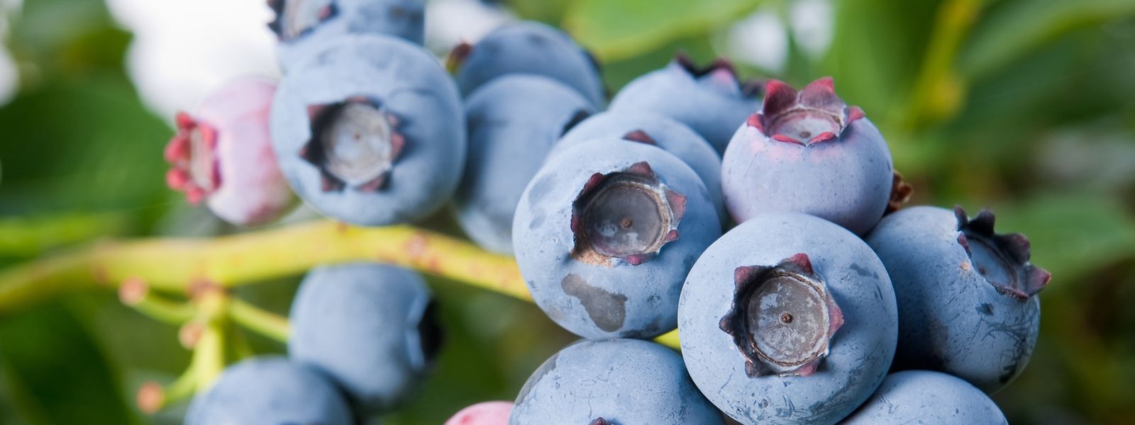 Heidelbeeren lassen sich im Garten züchten - und sie zählen zum derzeit so gehypten Superfood.