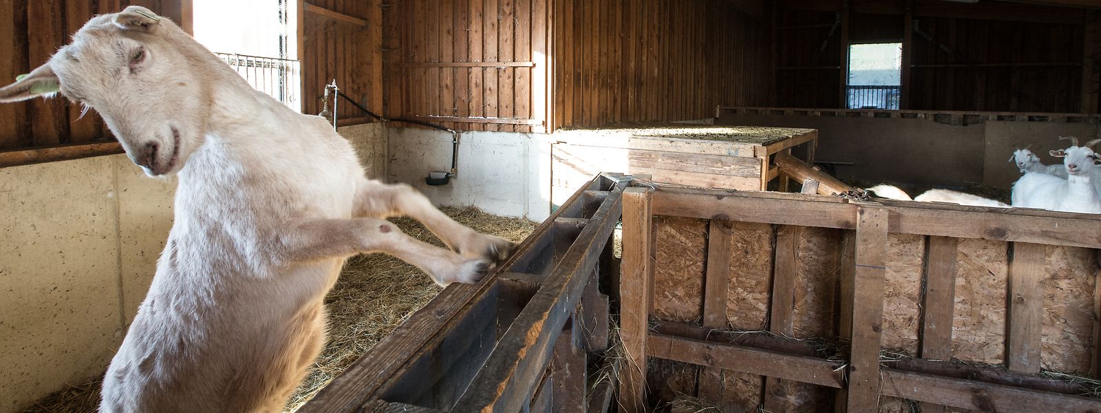 Wie wäre es mit einem Ausflug auf den Bauernhof? Ziegen streicheln und füttern inklusive.
