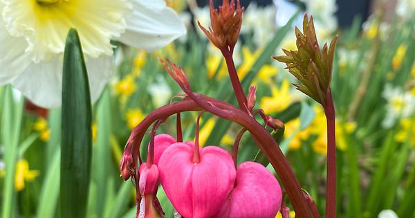 mywort - HÄERZERCHERSTACK ( Dicentra )