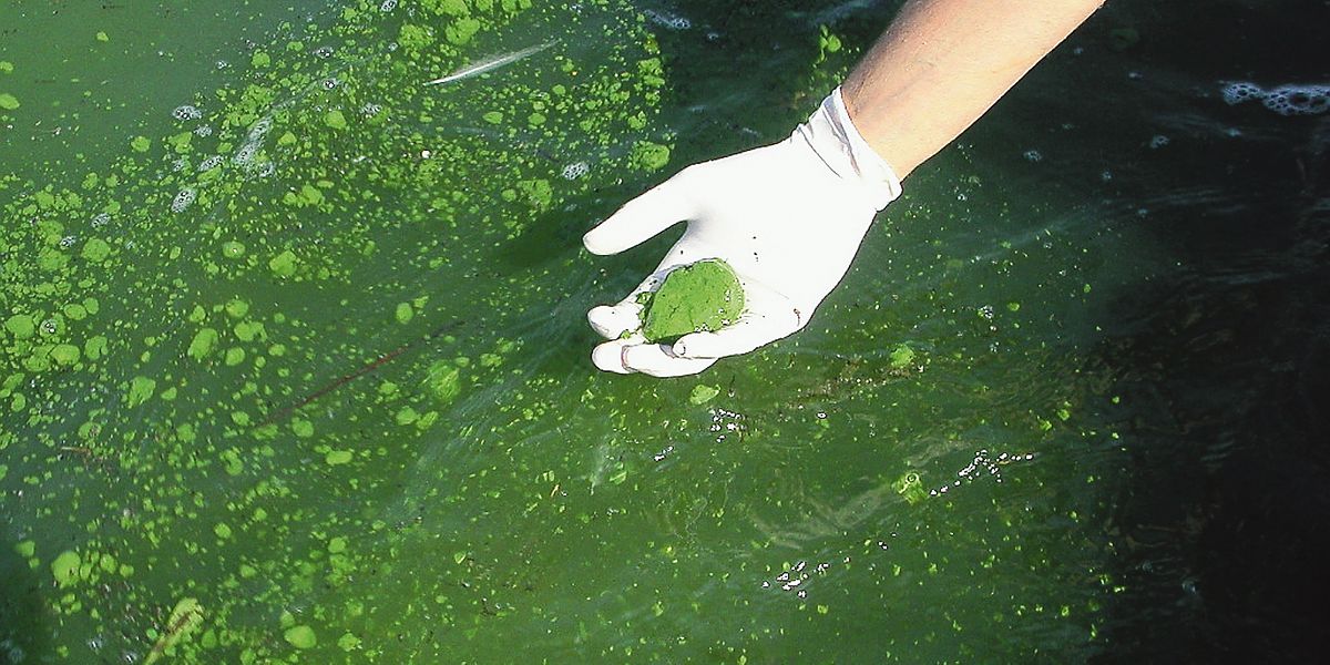 Les algues sont naturellement présentes dans l'eau de la rivière, mais dans certaines conditions, elles se développent de manière préoccupante. 