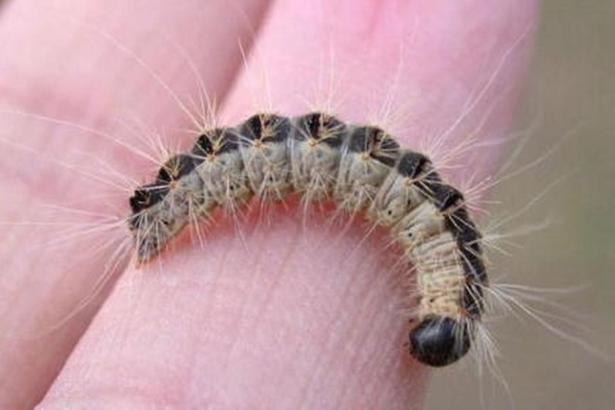 Dr Pierre Weicherding: «Une influence du changement climatique sur la propagation de la processionnaire du chêne n’est pas encore démontrée scientifiquement, mais semble bien jouer un rôle important».