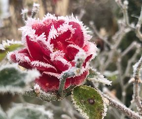 Frozen Rose