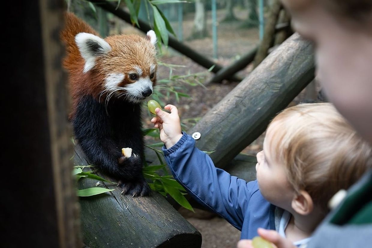 O pequeno príncipe Charles dando um bago de uva a um dos amigos pandas vermelhos.