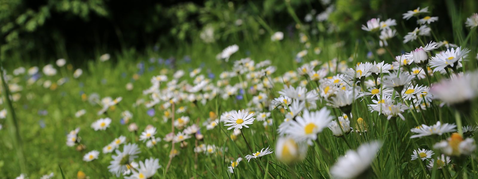 Kräuter- oder Blumenrasen sind ökologisch wertvoll und sehr pflegeleicht.