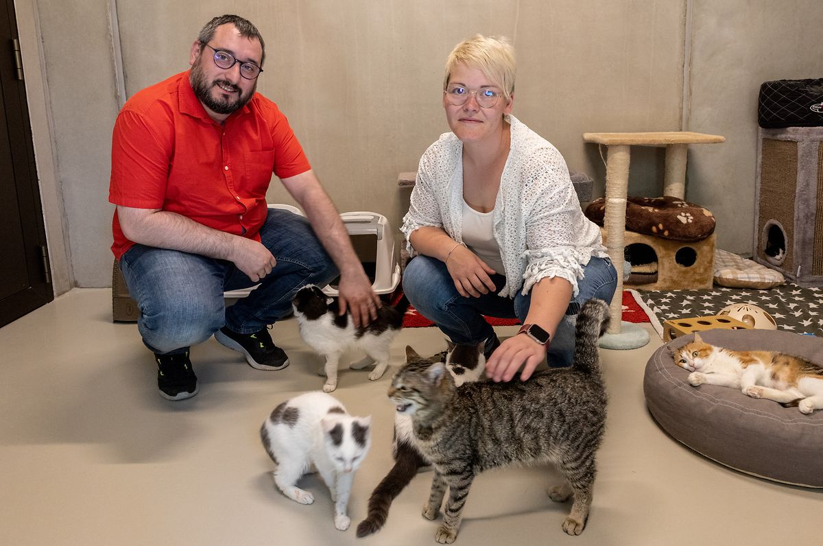 No seu abrigo de animais Jennifer Pauwels e o marido, Sacha André, acolheram também gatinhos chegados da Ucrânia, abandonados por causa da guerra, e que depois foram adotados.