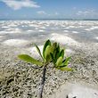 A mangrove plant grows on a shore in Cancun June 21, 2010. In the 40 years since Cancun was founded, countless acres of mangrove forests up and down Mexico's Caribbean Coast have been lost - and the destruction continues. Now many scientists say that mangrove forests can help slow climate change, and are desperate to save them. Picture taken June 21, 2010. To match Feature CLIMATE/MANGROVES  REUTERS/Gerardo Garcia (MEXICO - Tags: POLITICS ENVIRONMENT)