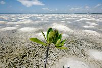 A mangrove plant grows on a shore in Cancun June 21, 2010. In the 40 years since Cancun was founded, countless acres of mangrove forests up and down Mexico's Caribbean Coast have been lost - and the destruction continues. Now many scientists say that mangrove forests can help slow climate change, and are desperate to save them. Picture taken June 21, 2010. To match Feature CLIMATE/MANGROVES  REUTERS/Gerardo Garcia (MEXICO - Tags: POLITICS ENVIRONMENT)