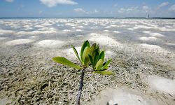 A mangrove plant grows on a shore in Cancun June 21, 2010. In the 40 years since Cancun was founded, countless acres of mangrove forests up and down Mexico's Caribbean Coast have been lost - and the destruction continues. Now many scientists say that mangrove forests can help slow climate change, and are desperate to save them. Picture taken June 21, 2010. To match Feature CLIMATE/MANGROVES  REUTERS/Gerardo Garcia (MEXICO - Tags: POLITICS ENVIRONMENT)