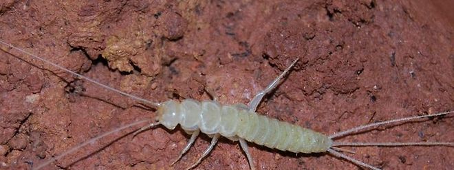 Riesen Silberfisch In Portugal Entdeckt