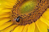 Hummel beim Sammeln von Pollen. / Foto: Elena ARENS